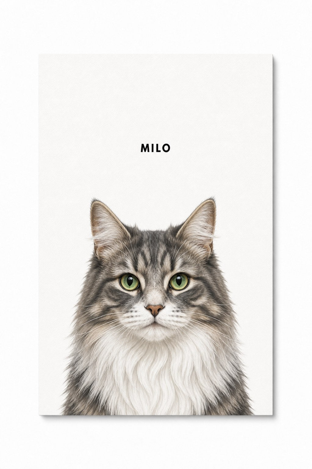 Unframed one-pet Art Print of a long-haired gray tabby on white