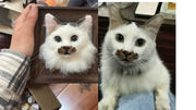 Custom Stuffed Animal - Head Only