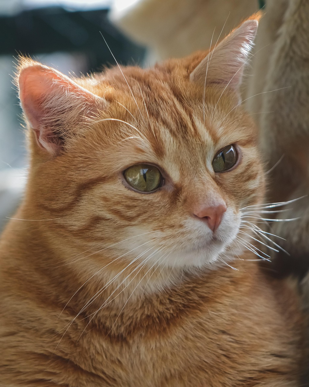 Good art print photo example with a clear orange cat close-up