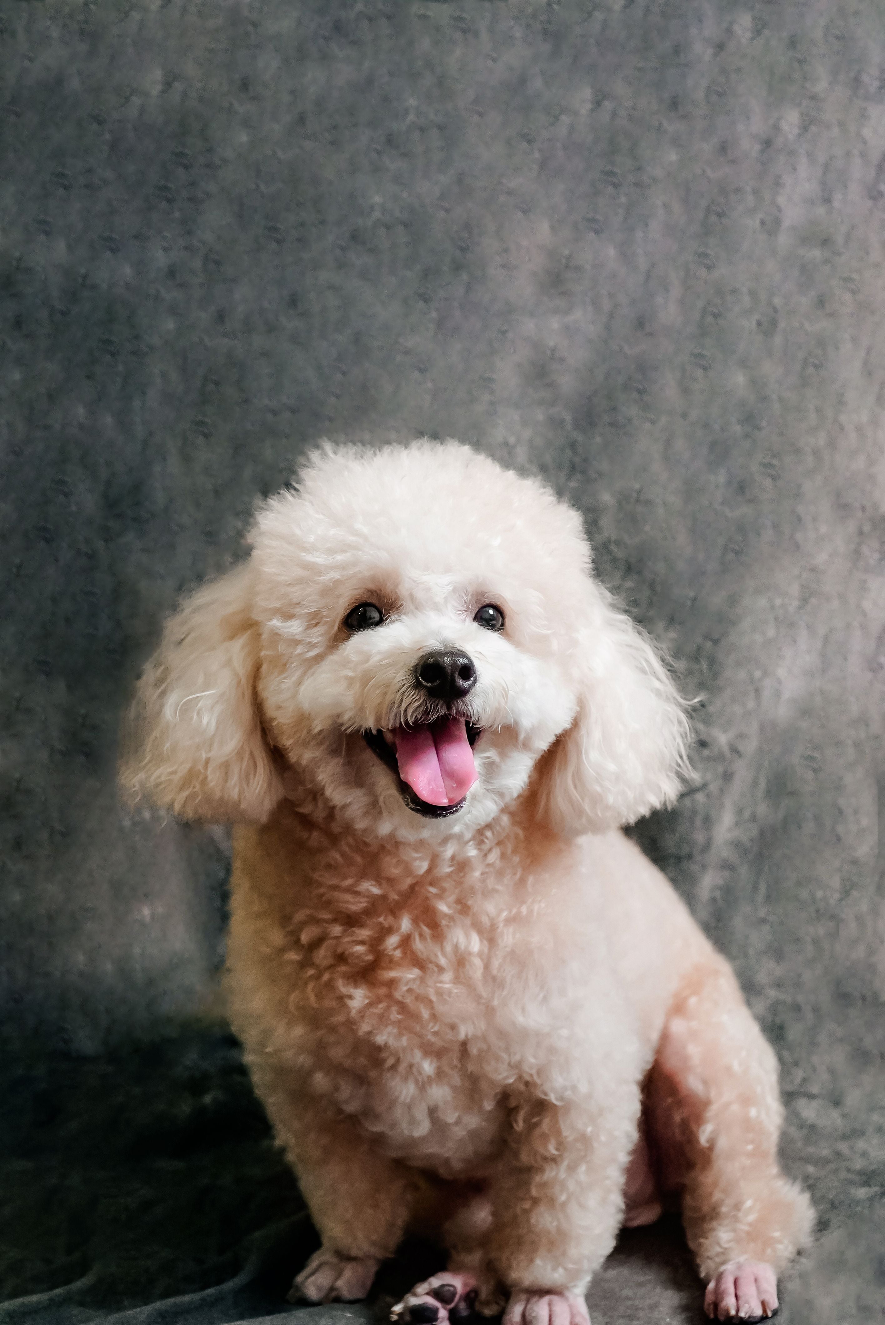 Good art print photo example with a clear close-up dog photo