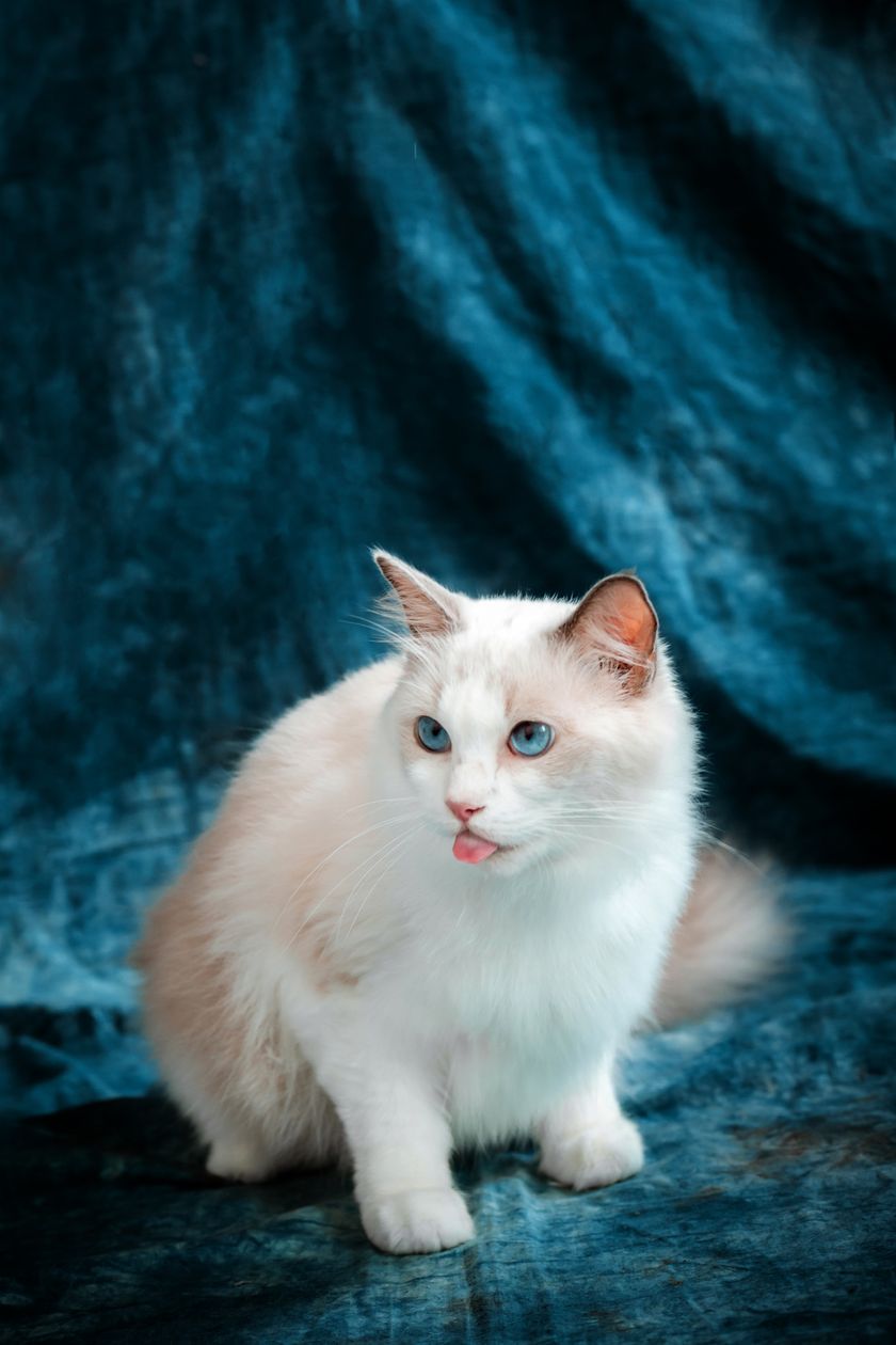 Good art print photo example with visible ears, eyes, and markings